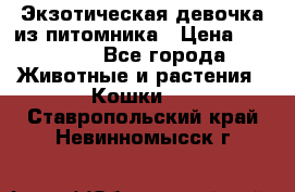 Экзотическая девочка из питомника › Цена ­ 25 000 - Все города Животные и растения » Кошки   . Ставропольский край,Невинномысск г.